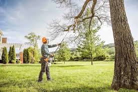 Best Emergency Tree Removal  in Taunton, MA