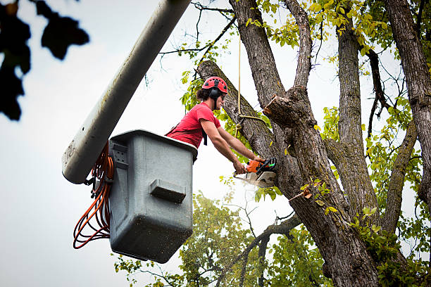 Best Seasonal Cleanup (Spring/Fall)  in Taunton, MA